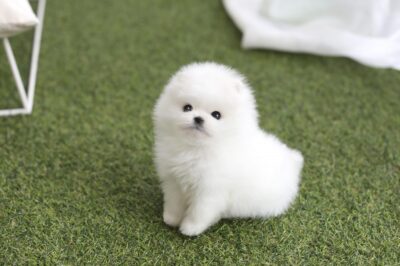 Puppy Name : Scott
