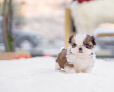Puppy Name : Torres