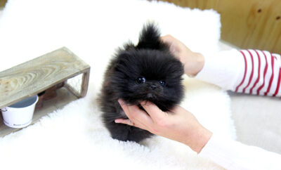 Puppy Name : Sparky