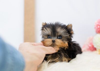 Puppy Name : Ace