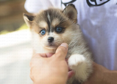 Puppy Name : Alaska