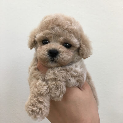 Puppy Name : Bear