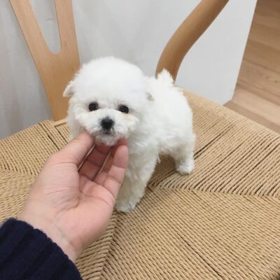 Puppy Name : Bela