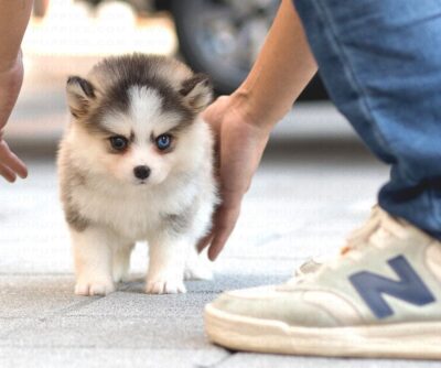 Puppy Name : Belle