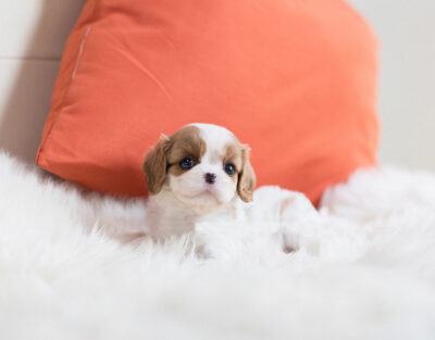 Puppy Name : Betsy