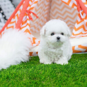 Bichon Frise