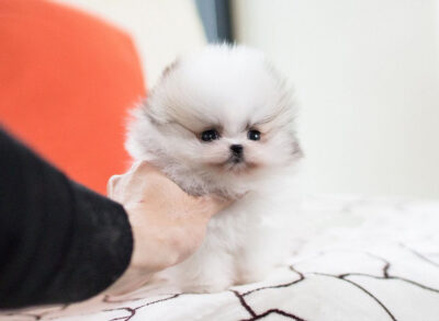 Puppy Name : Cindy