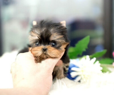 Puppy Name : Coco