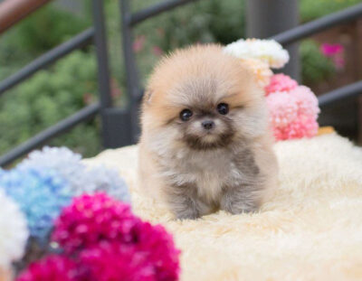 Puppy Name : Cody