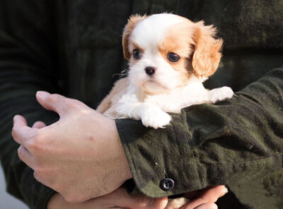 Puppy Name : Cookie
