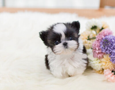 Puppy Name : Emma