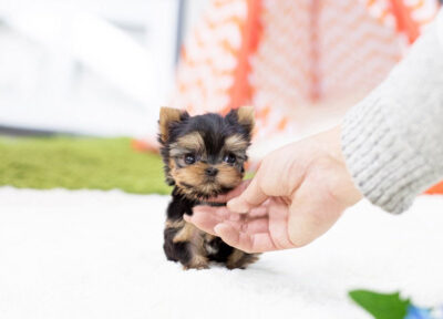 Puppy Name : Harmony