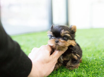 Puppy Name : Dario