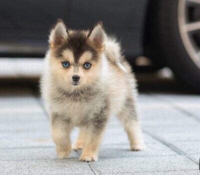Puppy Name : Igloo