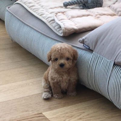 Puppy Name : Karl