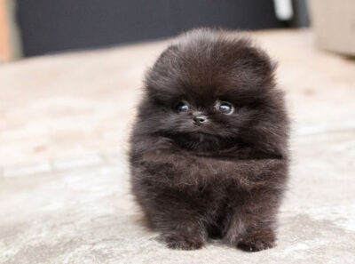Puppy Name : Kesey