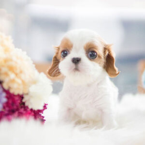 Cavalier King Charles