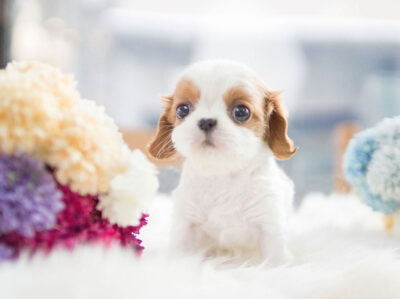 Puppy Name : Jay