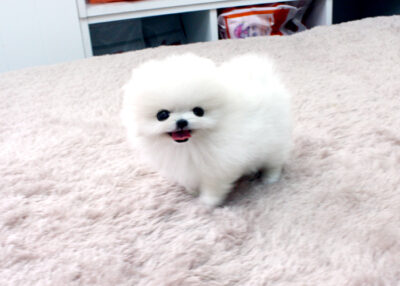 Puppy Name : Princess