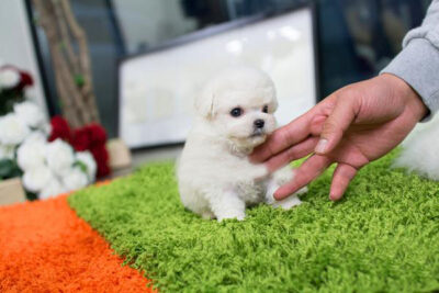 Puppy Name : Toby