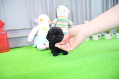 Puppy Name : Britney