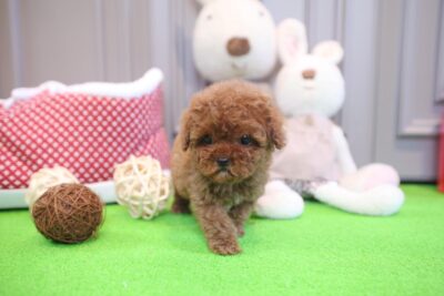 Puppy Name : Luna