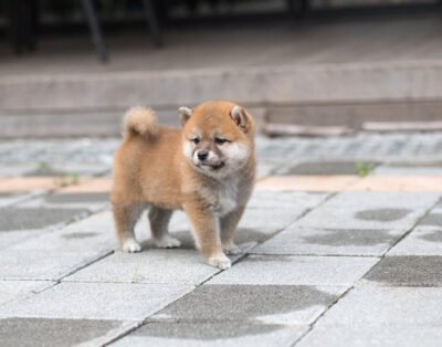 Puppy Name : Lula