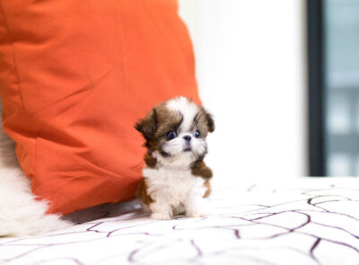 Puppy Name : Miley