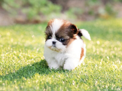Puppy Name : Milton