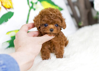 Puppy Name : Penny