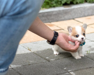 Puppy Name : Potato