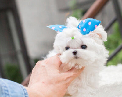 Puppy Name : Jessie