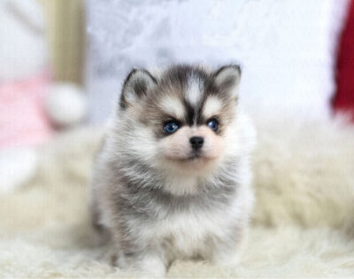 Puppy Name : Rocky