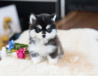 Puppy Name : Smokey