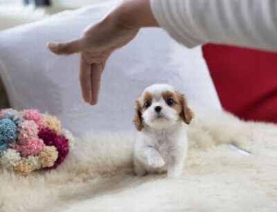 Puppy Name : Sunny