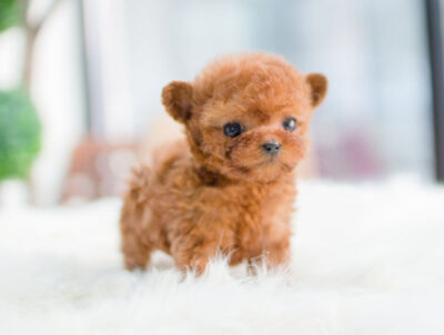 Puppy Name : Taba