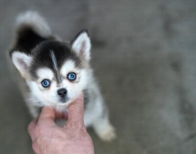 Puppy Name : Teal
