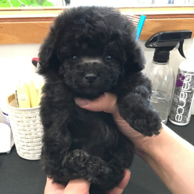 Puppy Name : Thor