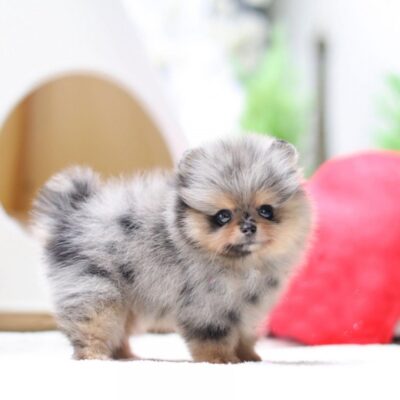 Puppy Name : Tangerine