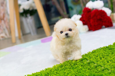 Puppy Name : Lulu