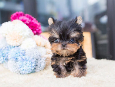 Puppy Name : Hamon