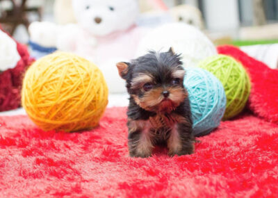 Puppy Name : Oscar