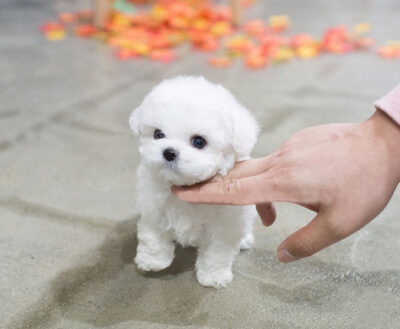 Puppy Name : Momo