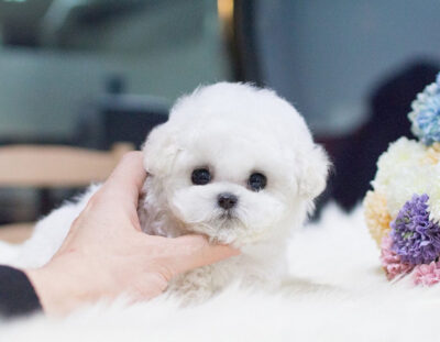 Puppy Name : Skyler