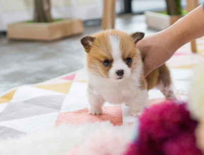 Puppy Name : Fredo