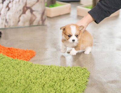 Puppy Name : Milo