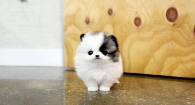 Puppy Name : Mirel