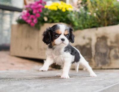 Puppy Name : Diane