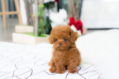 Puppy Name : Bridget