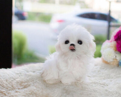Puppy Name : Emile